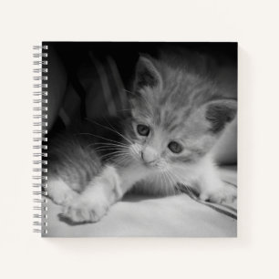 Carnet Photo de Kitten noir et blanc