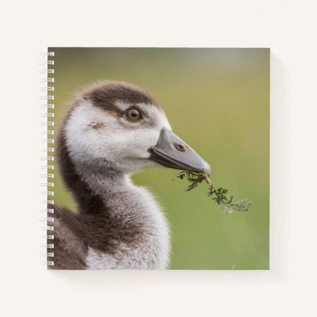 Carnet Photo de la nature de mignonne Goose Chick (Devant)