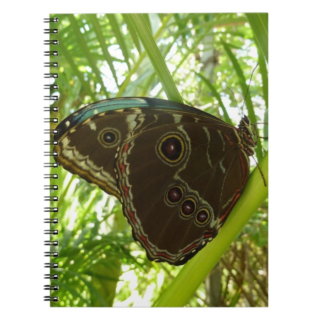 Carnet Photo de la nature du papillon bleu Morpho (Devant)