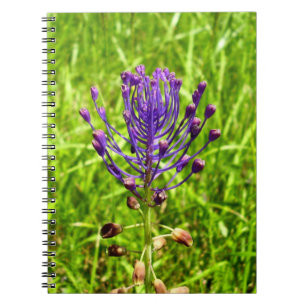 Carnet photo de la spirale Tassel-Hyacinth