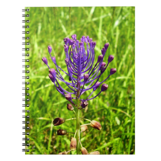Carnet photo de la spirale Tassel-Hyacinth (Devant)