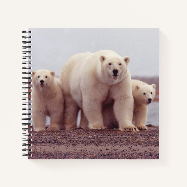 Carnet Photo de mère ours polaire et ses oursons (Devant)