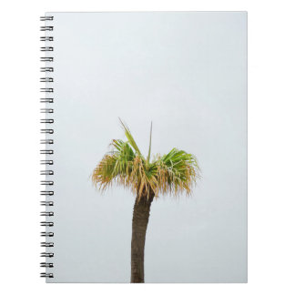 Carnet Photo de palmier brun et vert