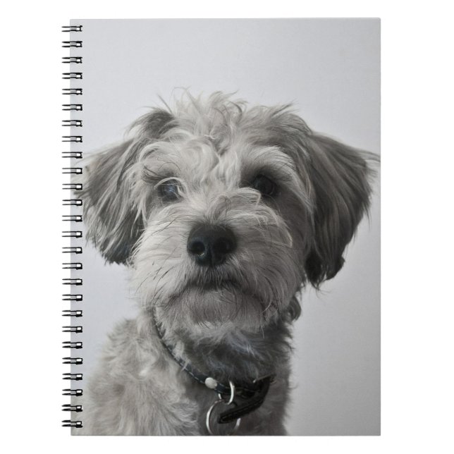 Carnet Photo de portrait de chiot de Schnauzer (Devant)
