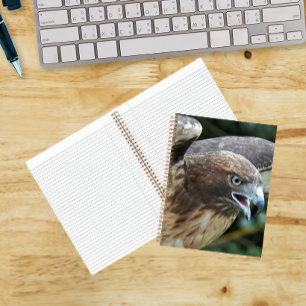 Carnet Photo de rapace Buse à queue rousse