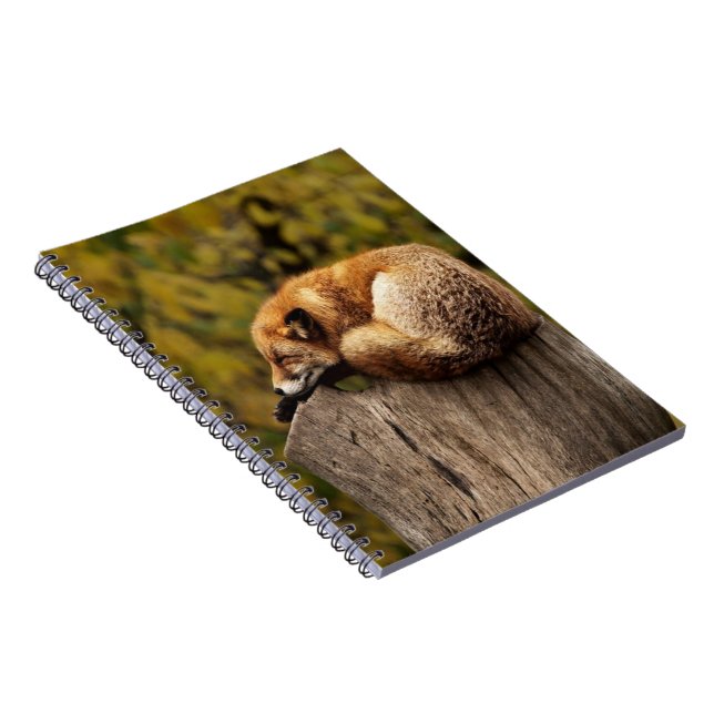 Carnet Photo de renard dormant (Côté Droit)