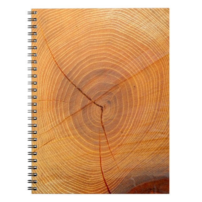 Carnet photo de section de coupe de l'arbre Acacia (Devant)