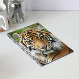 Carnet Photo de Tigre de Sumatra Gros Félin