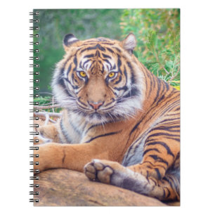 Carnet Photo de tigre étonnante