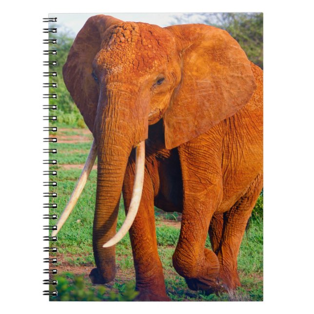 Carnet Photo d'éléphant d'Afrique adulte (Devant)