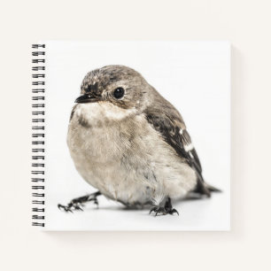 Carnet Photo d'oiseau de jardin petit