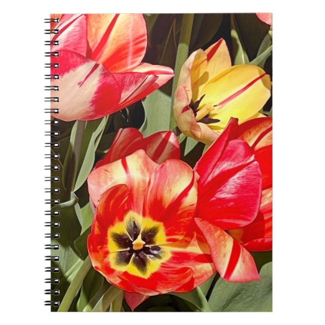 Carnet Photo d'une fleur de la Nouvelle-Angleterre (Devant)