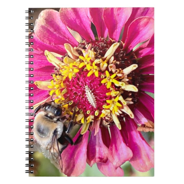 Carnet Photo Fleur de la Nouvelle-Angleterre (Devant)