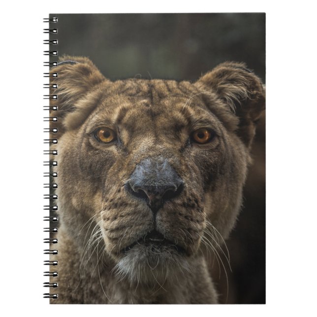Carnet PHOTO FOCALE SÉLECTIVE DE L'OURS Brown EN JOURNÉE (Devant)