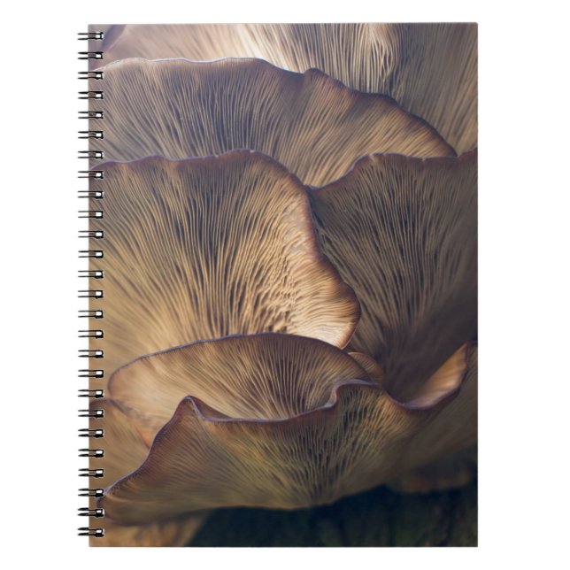 Carnet Photo focale sélective du champignon (Devant)