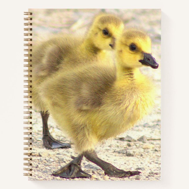 Carnet photo Goslings (Devant)