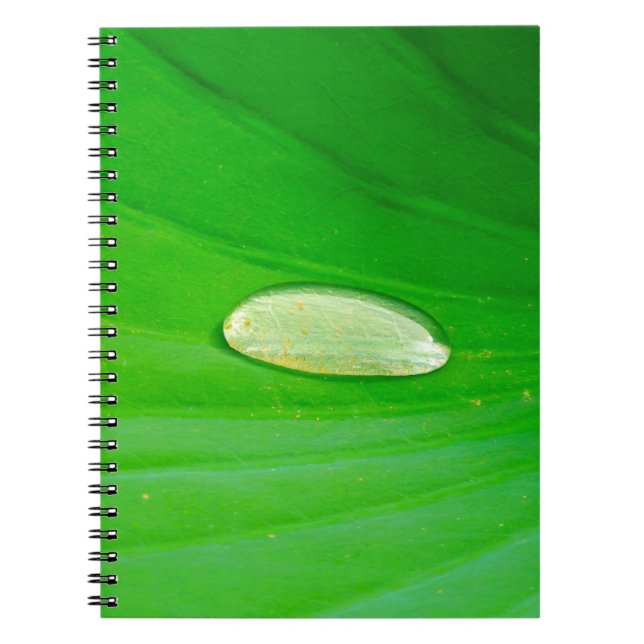 Carnet photo Lily Pad (Devant)
