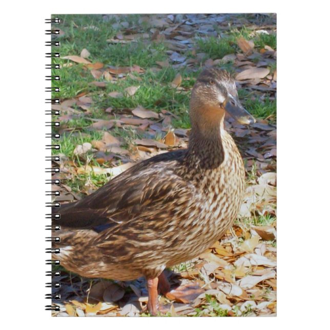 Carnet photo Mallard Duck Spiral (Devant)
