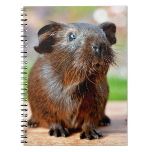 Carnet Photo mignonne de cobaye