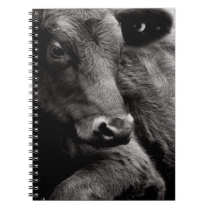 Carnet Photo noire et blanche de boeuf noir d'Angus
