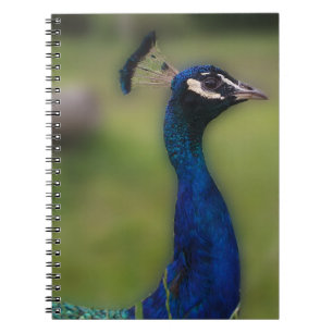 Carnet photo Peacock