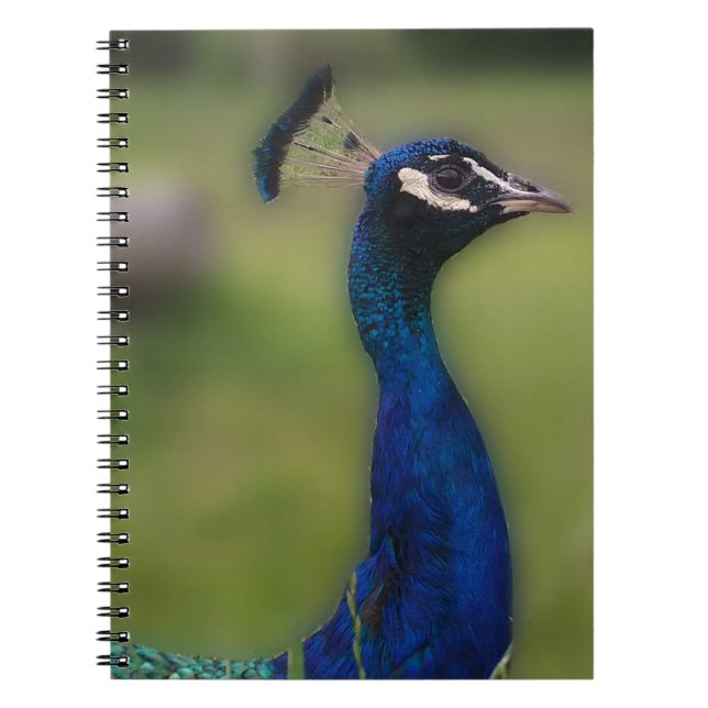 Carnet photo Peacock (Devant)