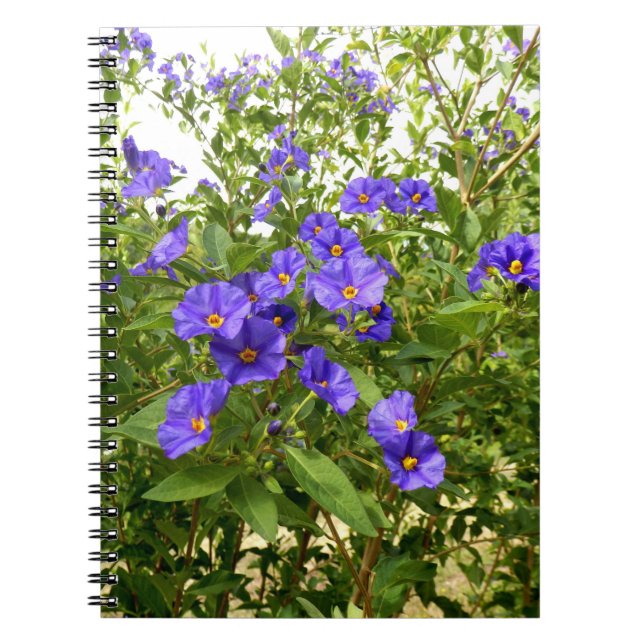 Carnet photo Sisyrinchium Angustifolium (Devant)