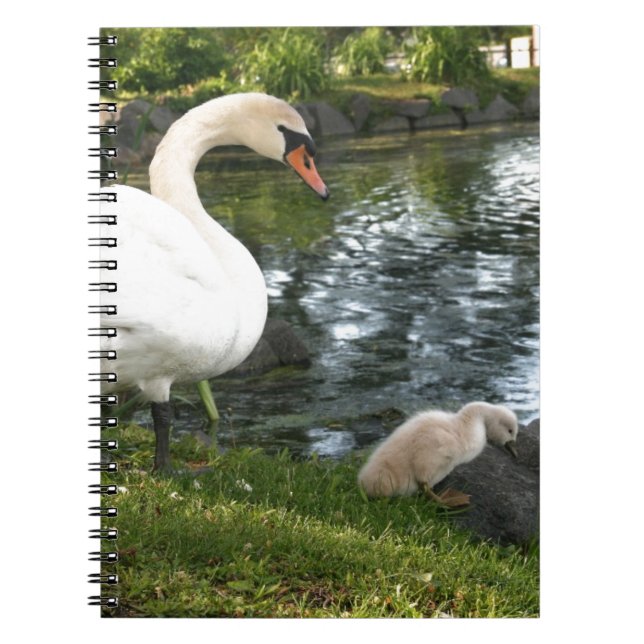 Carnet photo Swan et cygnet (Devant)