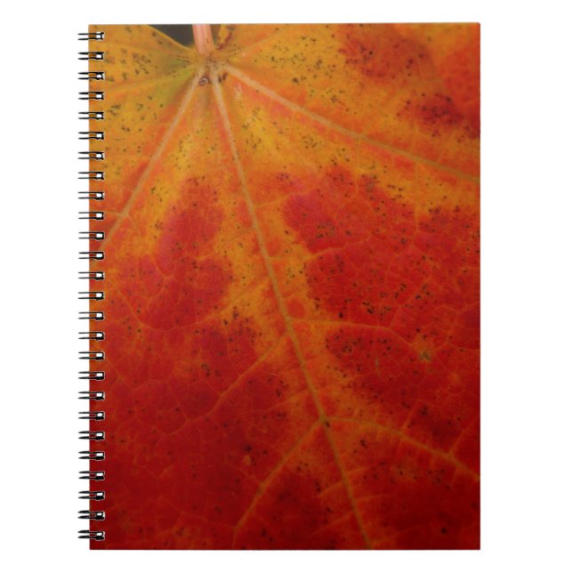 Carnet Photographie abstraite de la feuille d'érable roug (Devant)