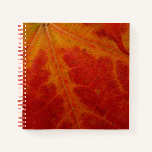 Carnet Photographie abstraite de la feuille d'érable roug (Devant)