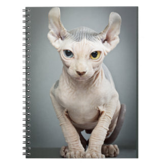 Carnet Photographie de chat de sphinx d'Elf