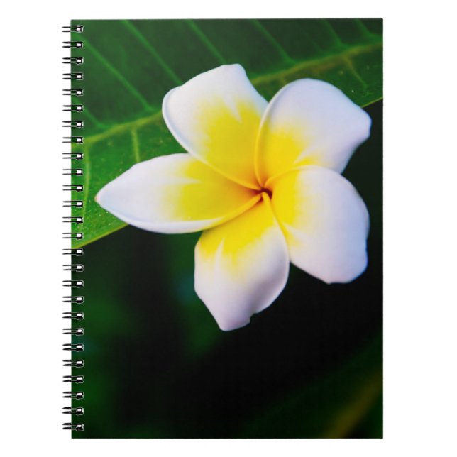 Carnet Photographie de fleurs de plumeria (Devant)