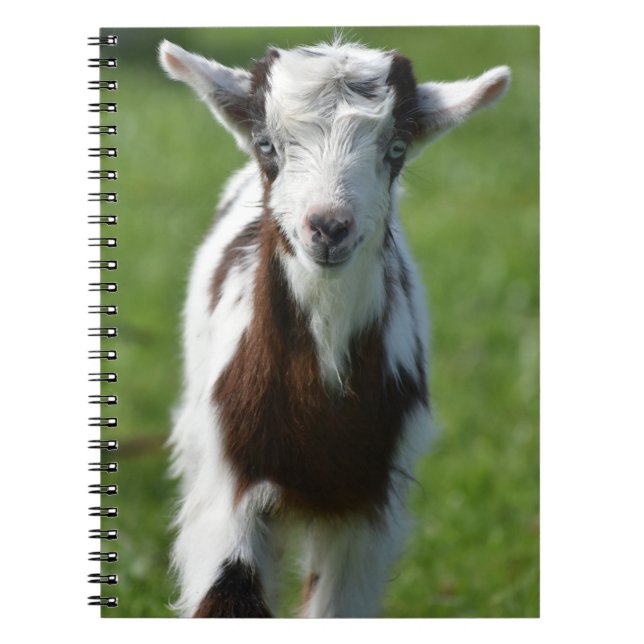 Carnet Photographie de jeune chèvre (Devant)