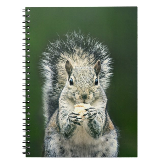Carnet Photographie de la faune des écureuils mignons (Devant)