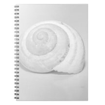 Photographie de la nature minimaliste de coquille