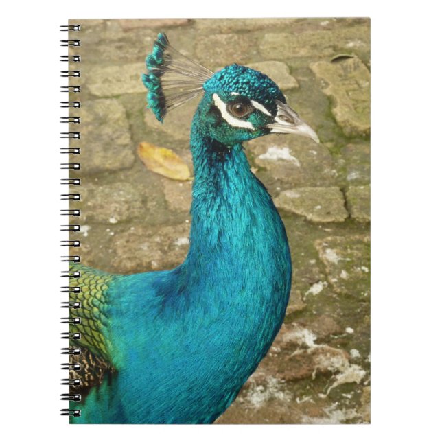 Carnet Photographie de nature magnifique de paon (Devant)