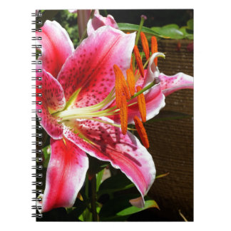 Carnet Photographie de Stargazer Lily
