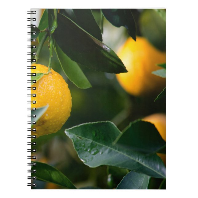 Carnet Photographie des fruits des citronniers (Devant)