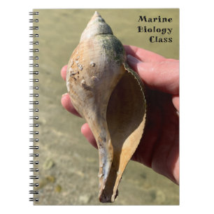 Carnet Photographie d'escargot marin à coquille de tulipe