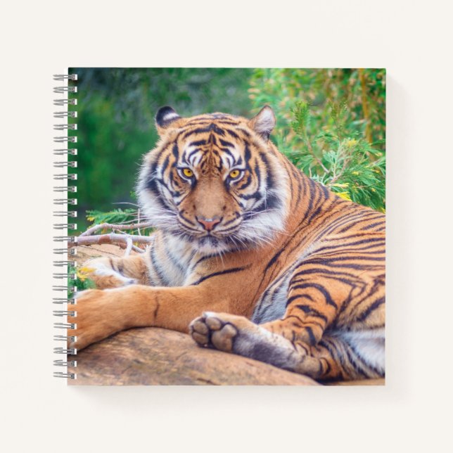 Carnet Photographie époustouflante de tigre couché (Devant)
