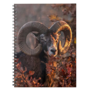 Carnet Photographie originale de faune sauvage de mouflon