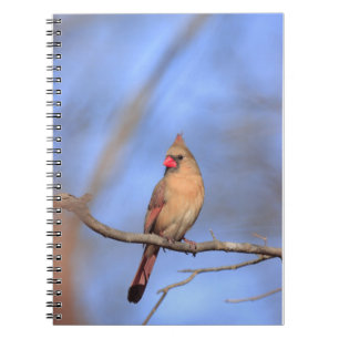 Carnet photographique en spirale avec une femelle