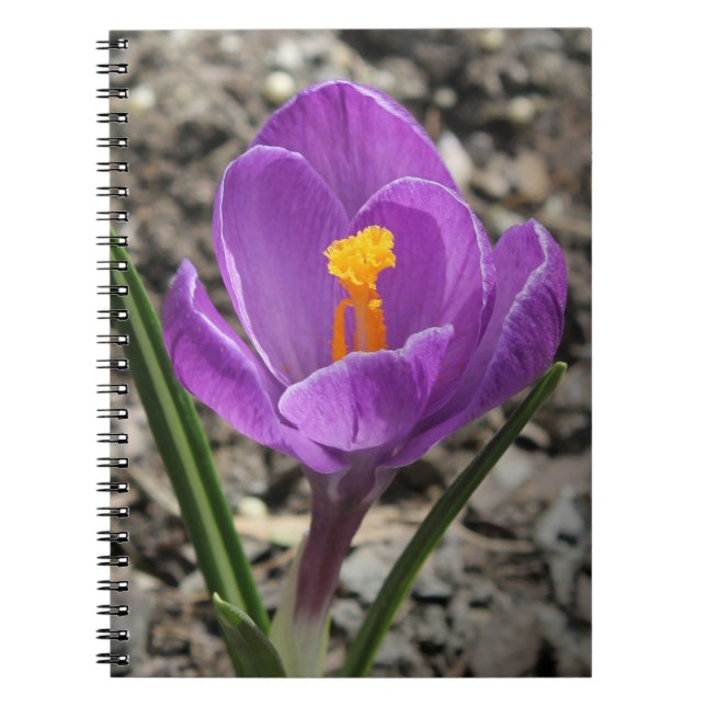 Carnet Photos de fleurs de Crocus jaune et violet au prin (Devant)