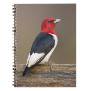 Carnet Pic à tête rouge sur clôture