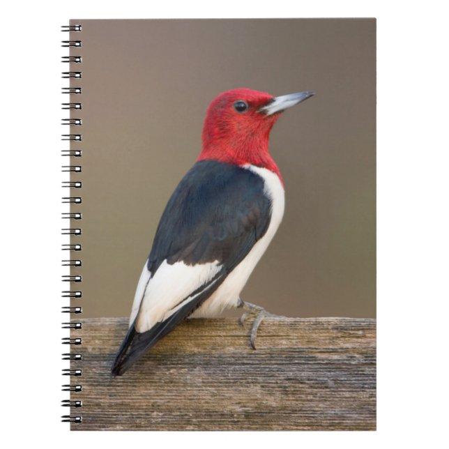 Carnet Pic à tête rouge sur clôture (Devant)