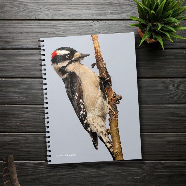 Carnet Pic Downy mou sur arbre aux fruits (Downy Woodpecker on a Pear Tree Branch Journal Cover Photo)