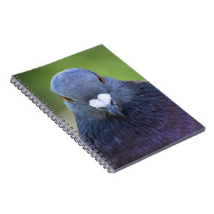 Carnet Pigeon