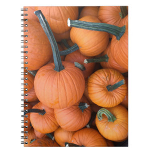 Carnet Pile citrouille !