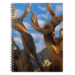 Carnet Pin Bristlecone