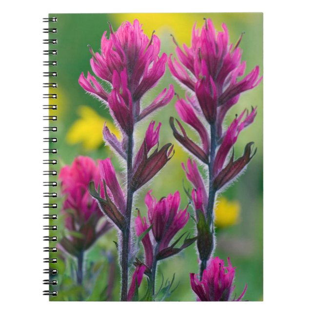 Carnet Pinceau Lavande (Devant)